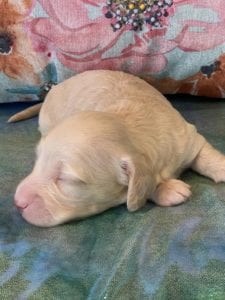 Creme of the Crop Miniature Dachshund Puppy Olive 2