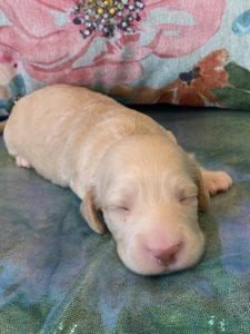 Creme of the Crop Miniature Dachshund Puppy Olive 3