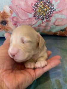 Creme of the Crop Miniature Dachshund Puppy Olive 4