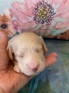 Creme of the Crop Miniature Dachshund Puppy Olive 5