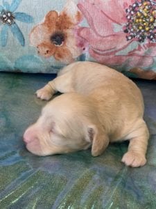 Creme of the Crop Miniature Dachshund Puppy Olive 6