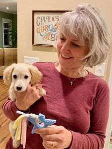 Creme of the Crop Dachshund Puppy - Oliver