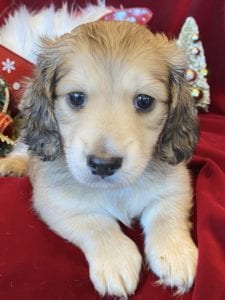 Creme of the Crop Miniature Dachshunds Cream Puppy - Ollie 1