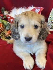 Creme of the Crop Miniature Dachshunds Cream Puppy - Ollie 2