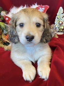 Creme of the Crop Miniature Dachshunds Cream Puppy - Ollie 3