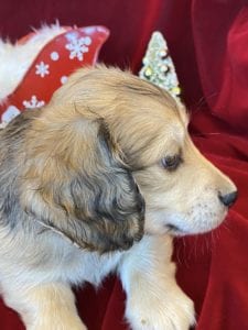 Creme of the Crop Miniature Dachshunds Cream Puppy - Ollie 4