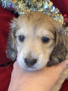 Creme of the Crop Miniature Dachshunds Cream Puppy - Ollie 6