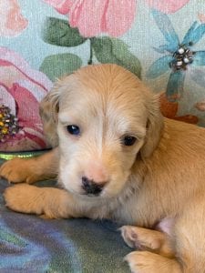 Creme of the Crop Miniature Dachshund Puppy Otto 1