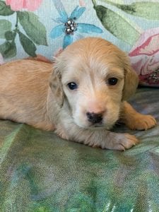 Creme of the Crop Miniature Dachshund Puppy Otto 2