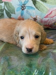 Creme of the Crop Miniature Dachshund Puppy Otto 3