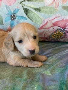 Creme of the Crop Miniature Dachshund Puppy Otto 4