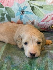 Creme of the Crop Miniature Dachshund Puppy Otto 6