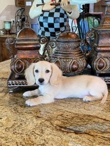 Crème of the Crop English Cream Miniature Dachshunds