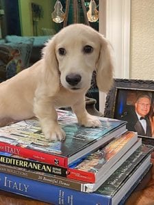 pacino english cream miniature dachshund puppy breeder