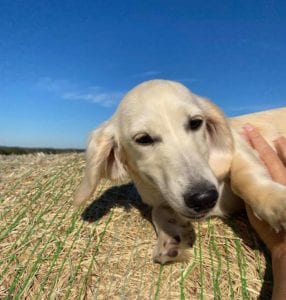 english cream miniature dachshund puppy breeder pacino
