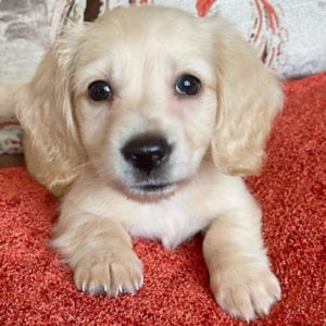 Crème of the Crop English Cream Miniature Dachshunds - Pacino