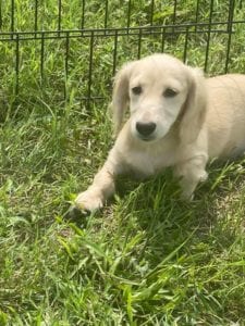 english cream miniature dachshund puppy breeder pacino