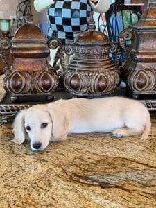 Crème of the Crop English Cream Miniature Dachshunds