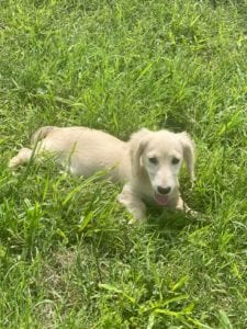 english cream miniature dachshund puppy breeder pacino