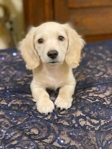 Crème of the Crop English Cream Miniature Dachshunds