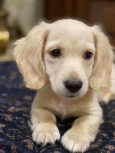 Crème of the Crop English Cream Miniature Dachshunds