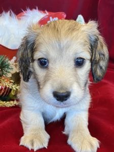 Creme of the Crop Miniature Dachshunds Cream Puppy - Pepper