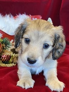 Creme of the Crop Miniature Dachshunds Cream Puppy - Pepper 2