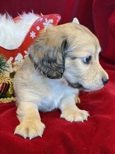 Creme of the Crop Miniature Dachshunds Cream Puppy - Pepper 3