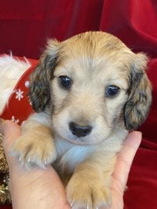 Creme of the Crop Miniature Dachshunds Cream Puppy - Pepper 4