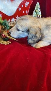 Creme of the Crop Miniature Dachshunds Cream Puppy - Pepper 5