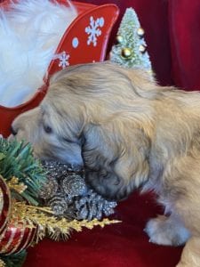 Creme of the Crop Miniature Dachshunds Cream Puppy - Pepper 6