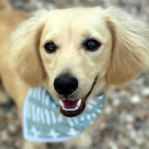 Clear Cream Dachshund