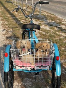 Creme of the Crop Miniature Dachshund Puppy Testimonial