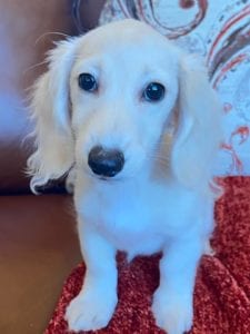 Pippa Creme of the Crop Dachshunds Breeder 1