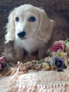 Creme of the Crop Dachshunds Piper Renee 10