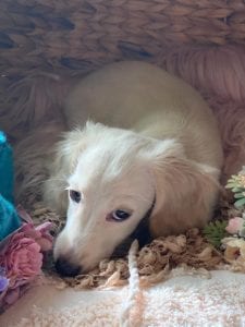 Creme of the Crop Dachshunds Piper Renee 2