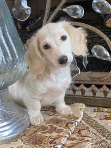 Creme of the Crop Dachshunds Piper Renee 3