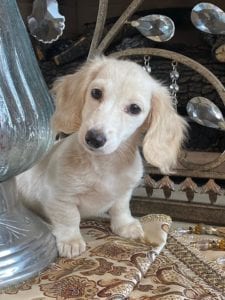 Creme of the Crop Dachshunds Piper Renee 4