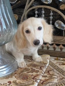 Creme of the Crop Dachshunds Piper Renee 5