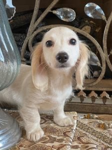 Creme of the Crop Dachshunds Piper Renee 6