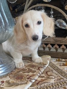 Creme of the Crop Dachshunds Piper Renee 7