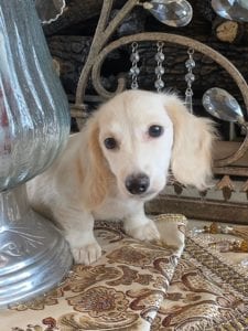 Creme of the Crop Dachshunds Piper Renee 8