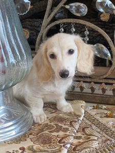 Creme of the Crop Dachshunds Piper Renee 9