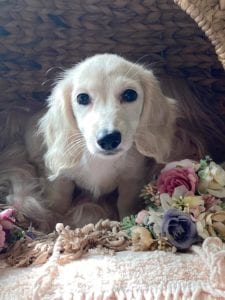 Creme of the Crop Dachshunds Piper Renee 11