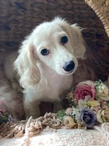 Creme of the Crop Dachshunds Piper Renee16