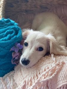 Creme of the Crop Dachshunds Piper Renee 14