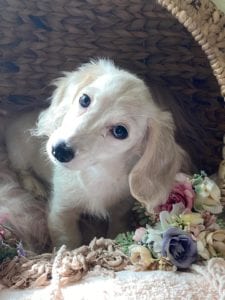 Creme of the Crop Dachshunds Piper Renee 15