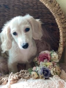 Creme of the Crop Dachshunds Piper Renee 17