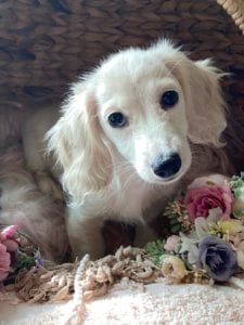 Creme of the Crop Dachshunds Piper Renee 18