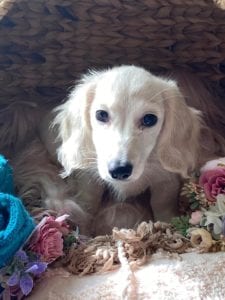 Creme of the Crop Dachshunds Piper Renee 1